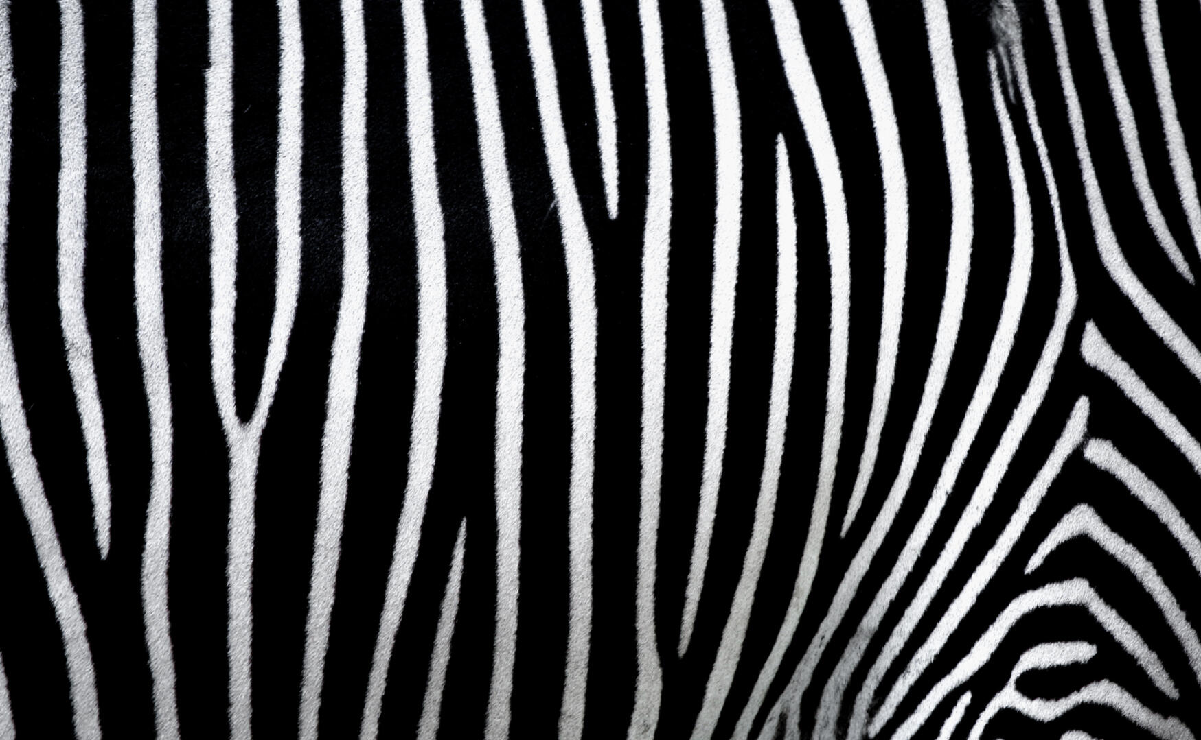 Dazzle of Zebra